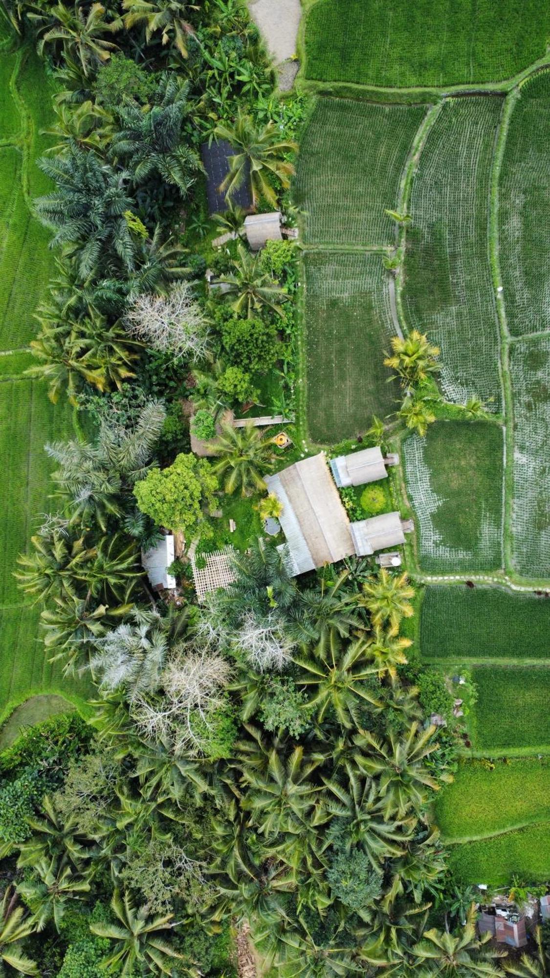 Kawig Bamboo House - Ricefield View, Eco Bamboo Home Tampaksiring المظهر الخارجي الصورة